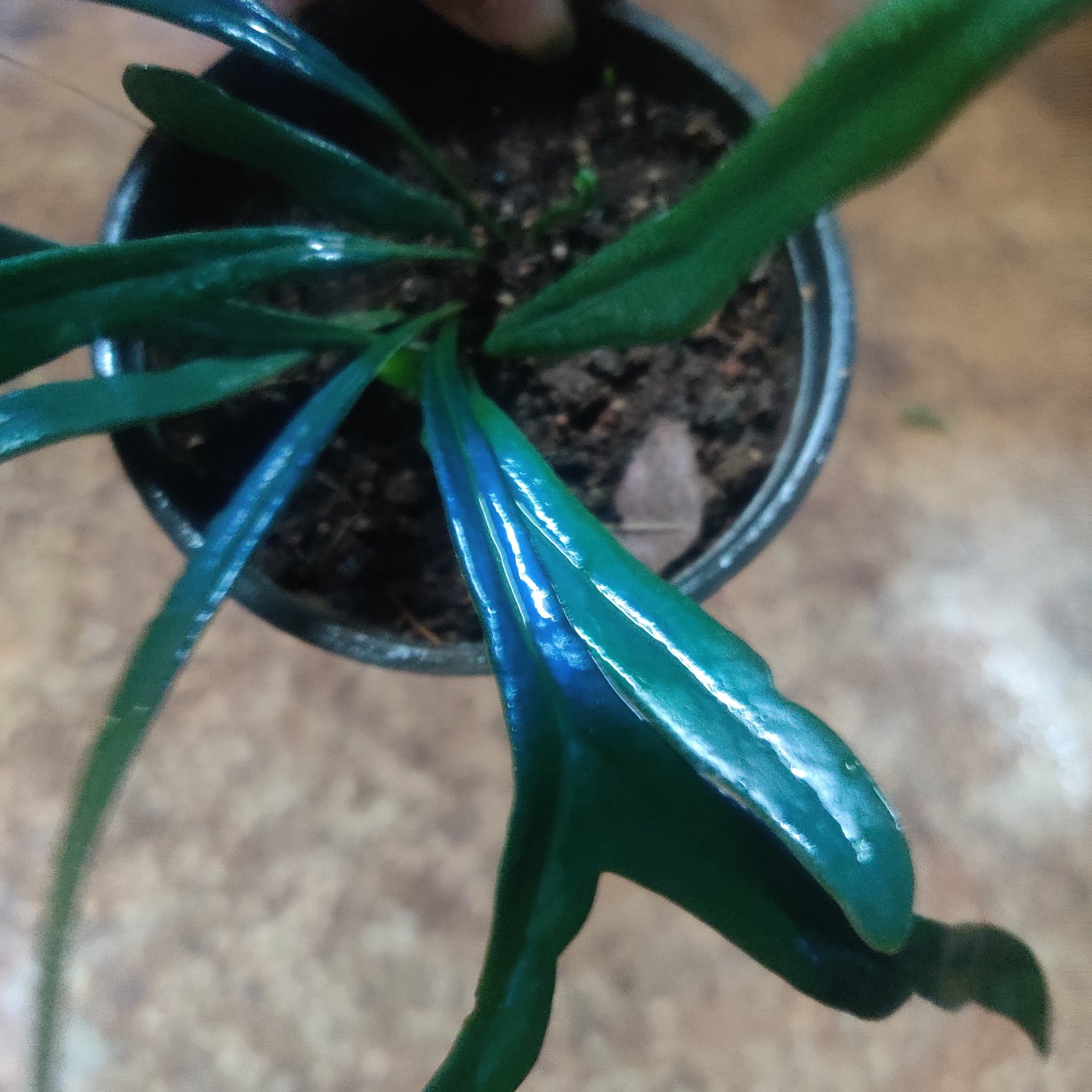 Blue Oil Fern